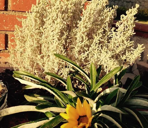 Pasha Port & Restaurant 3* Alacati